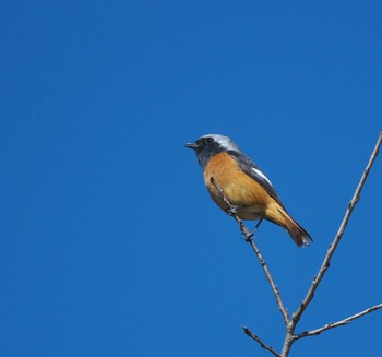 Daurian Redstart 東京都多摩地域 Sat, 10/28/2023