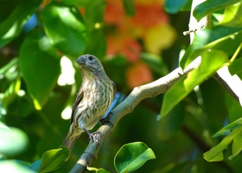 House Finch Ainahau Triangle Fri, 10/27/2023