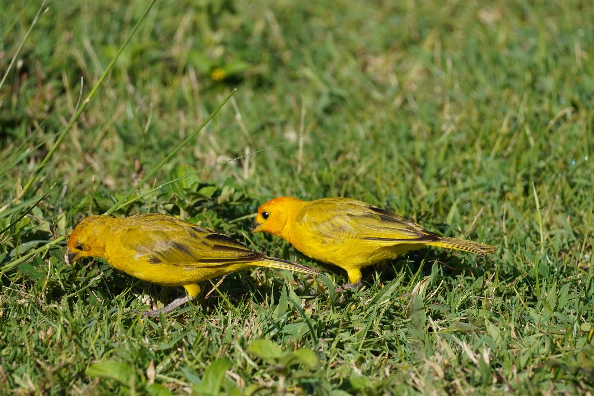 Saffron Finch