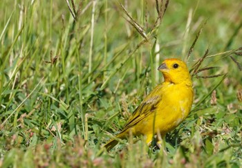 2023年10月27日(金) Ainahau Triangleの野鳥観察記録