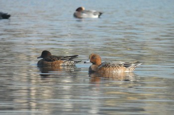 Eurasian Wigeon 多摩川二ヶ領上河原堰 Fri, 11/3/2023