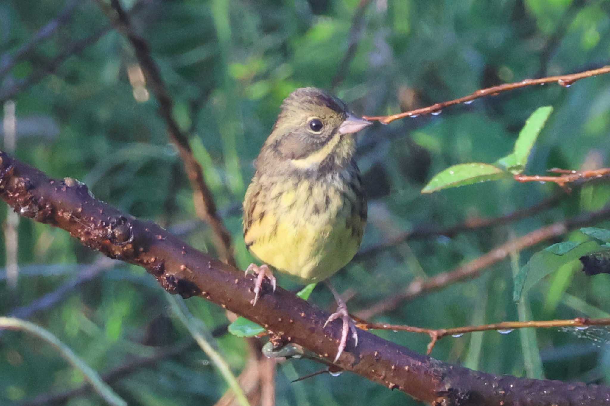 Masked Bunting