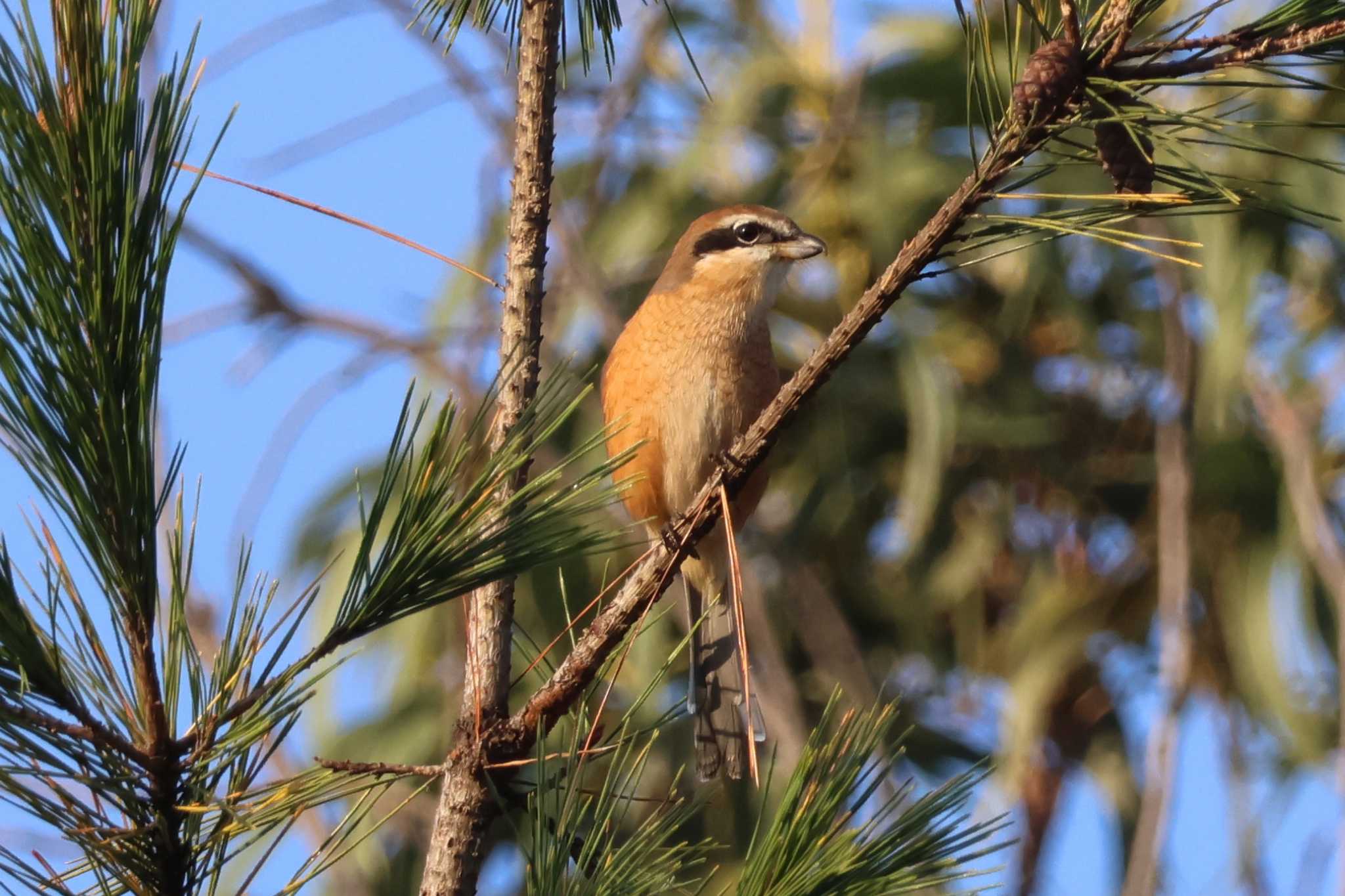 Bull-headed Shrike