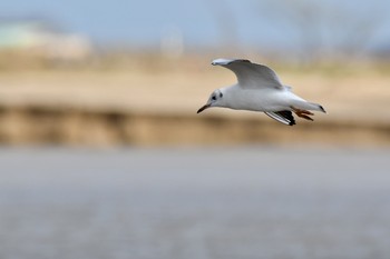 ユリカモメ 場所が不明 2018年10月1日(月)