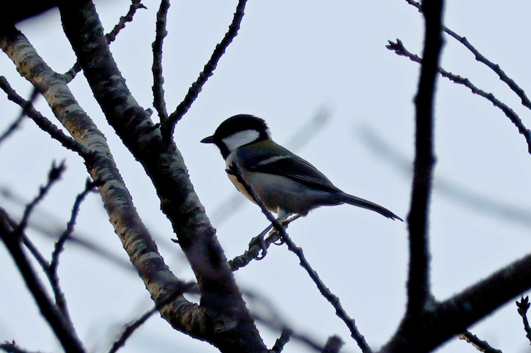 Japanese Tit