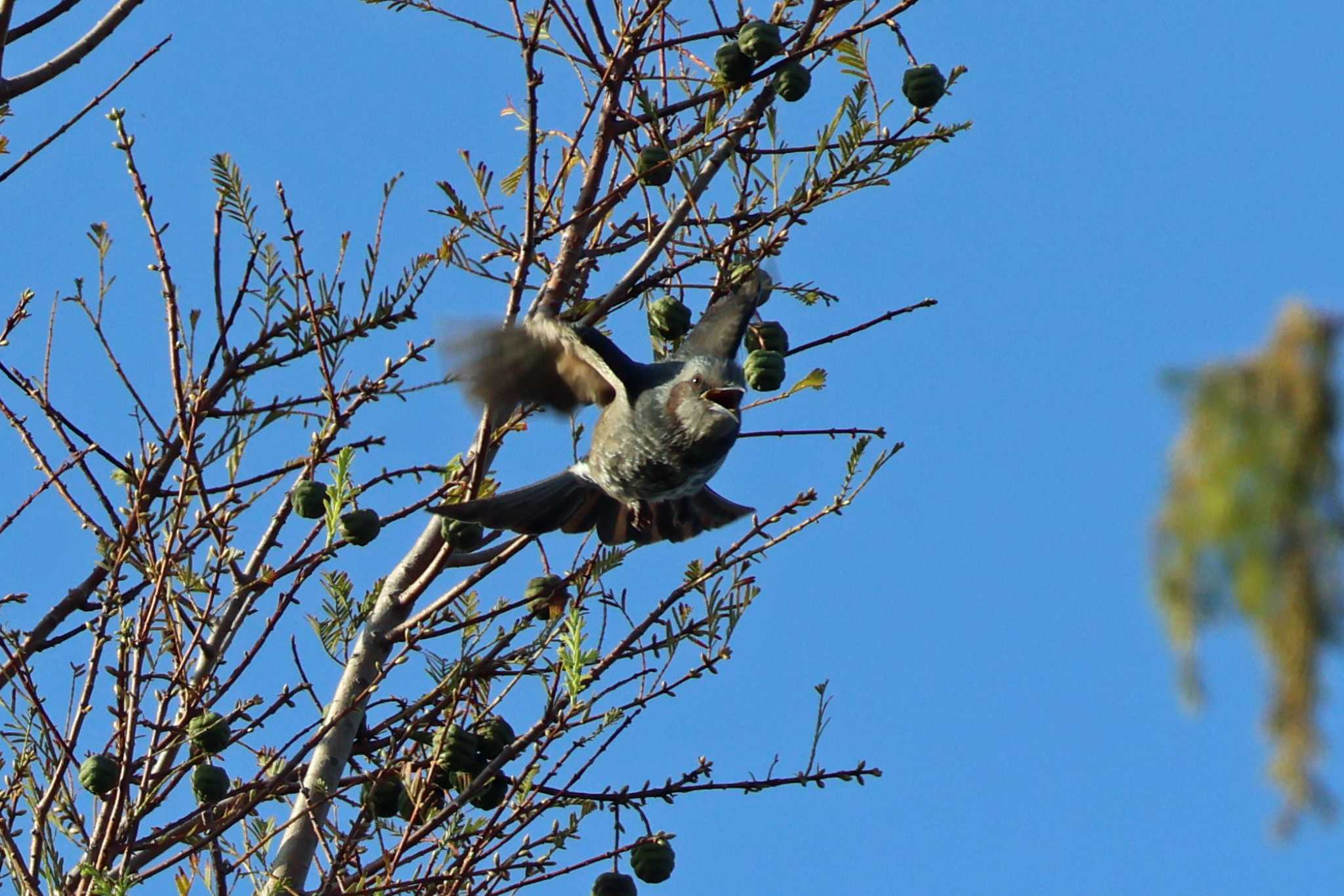 Brown-eared Bulbul