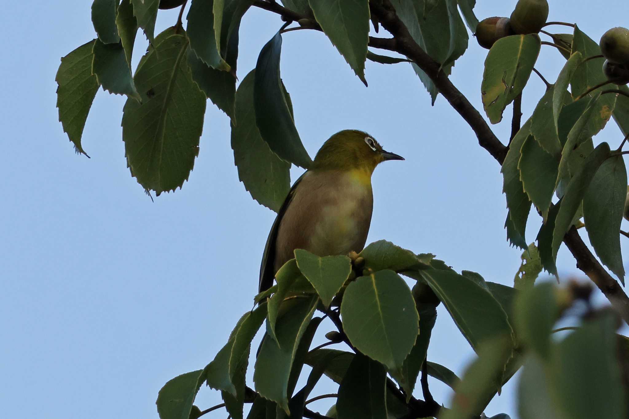 Photo of Warbling White-eye at 大阪府岸和田市 蜻蛉池公園 by アカウント10297