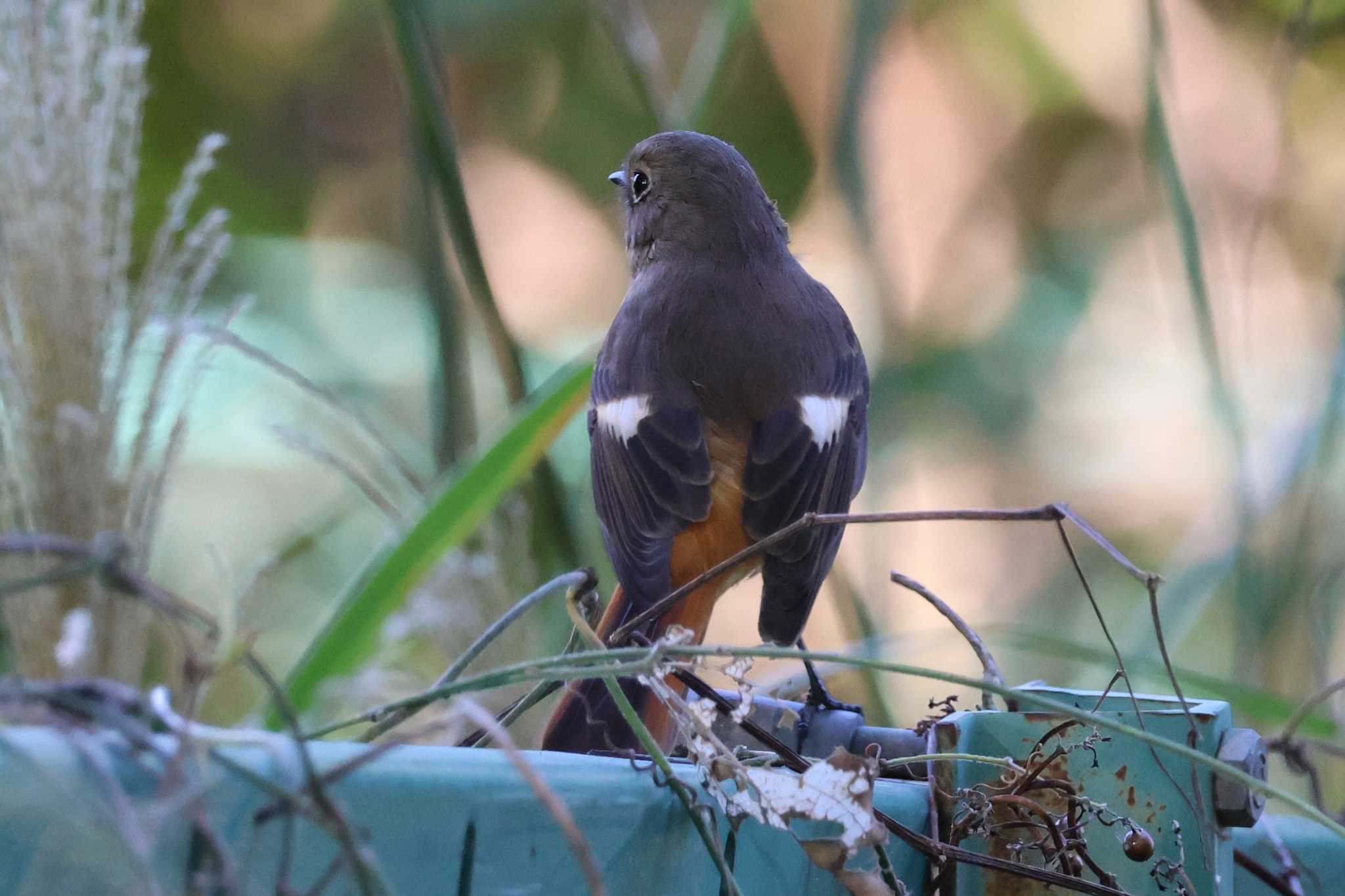 Photo of Daurian Redstart at 大阪府岸和田市 蜻蛉池公園 by アカウント10297