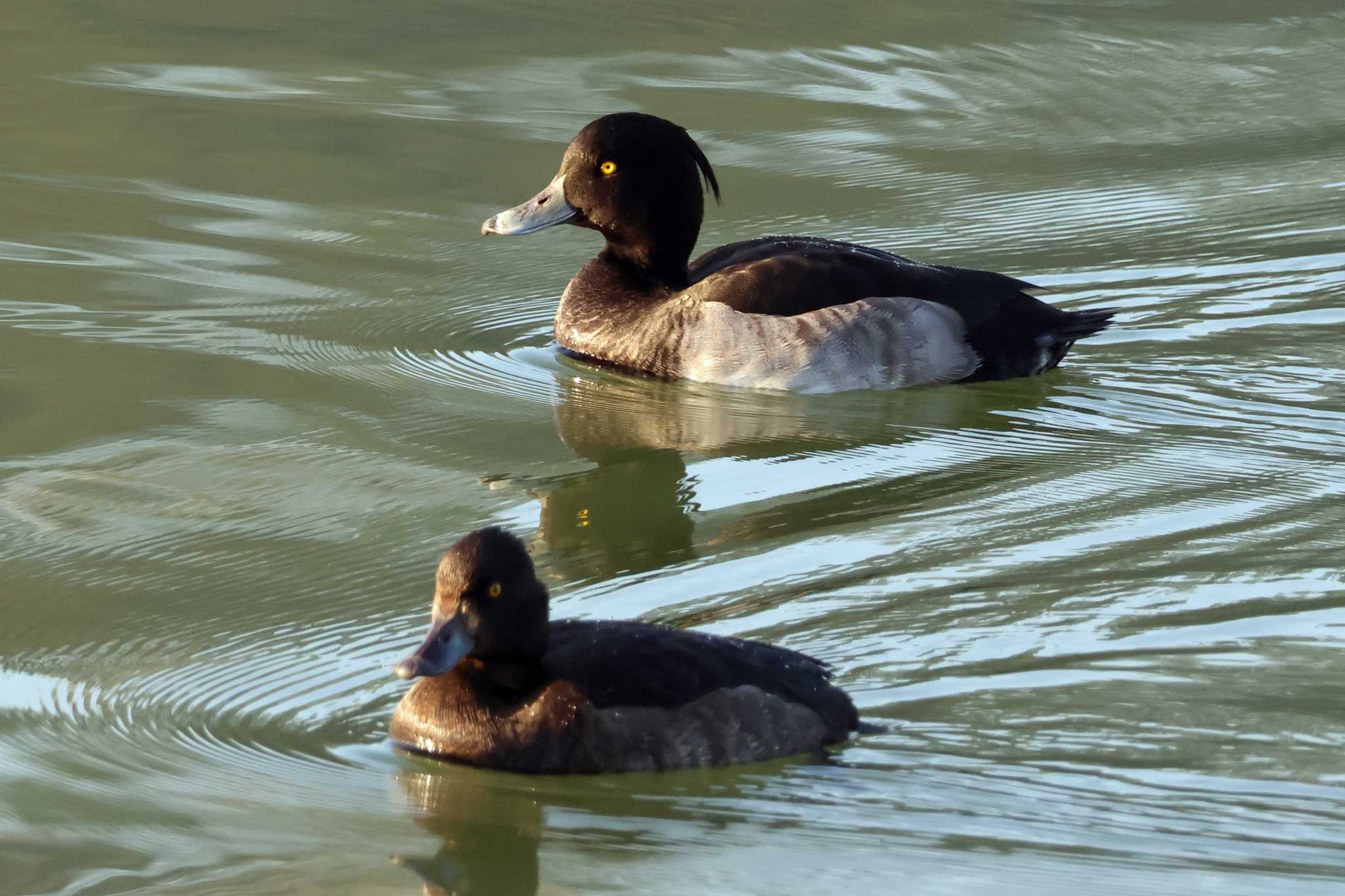 Photo of Tufted Duck at 大阪府岸和田市 蜻蛉池公園 by アカウント10297