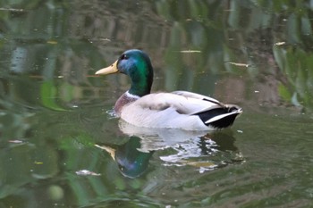 マガモ 大阪府岸和田市 蜻蛉池公園 2023年11月3日(金)