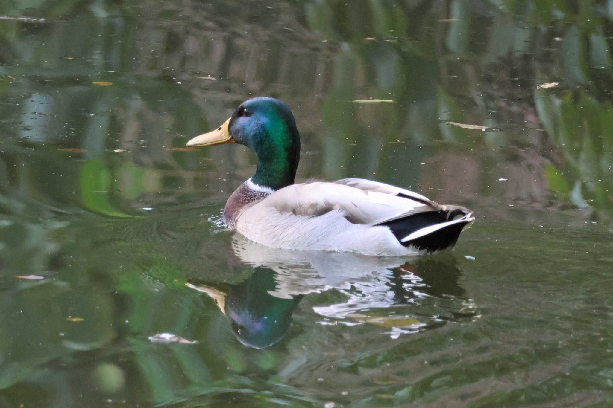 大阪府岸和田市 蜻蛉池公園 マガモの写真 by アカウント10297