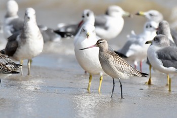 Bar-tailed Godwit Unknown Spots Mon, 10/1/2018