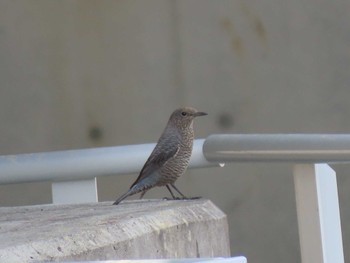 Blue Rock Thrush 志津川湾 Thu, 11/2/2023