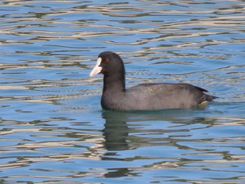 Eurasian Coot 志津川湾 Thu, 11/2/2023