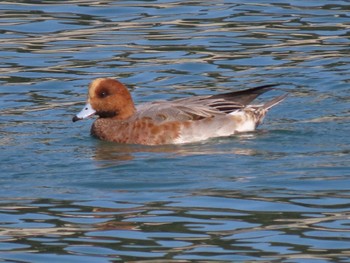 Eurasian Wigeon 志津川湾 Thu, 11/2/2023