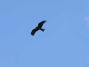 Black Kite 武山(神奈川県横須賀市) Sat, 10/28/2023