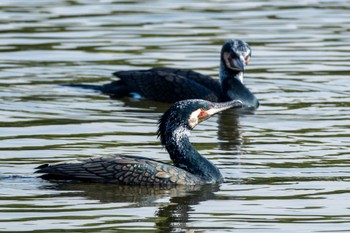 カワウ 東京港野鳥公園 2023年11月2日(木)