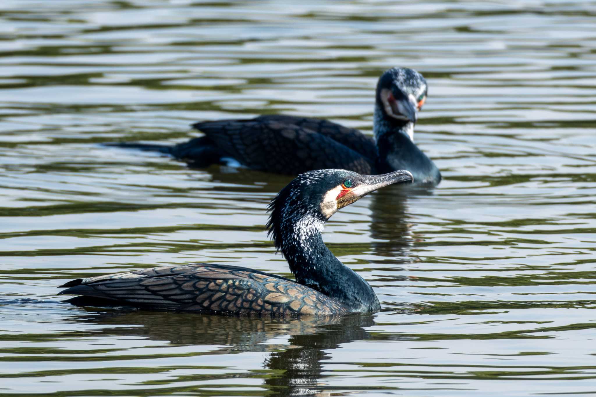 Great Cormorant