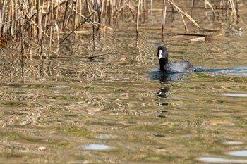 オオバン 東京港野鳥公園 2023年11月2日(木)