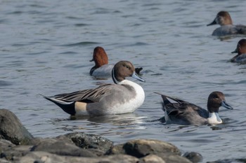 オナガガモ 東京港野鳥公園 2023年11月2日(木)