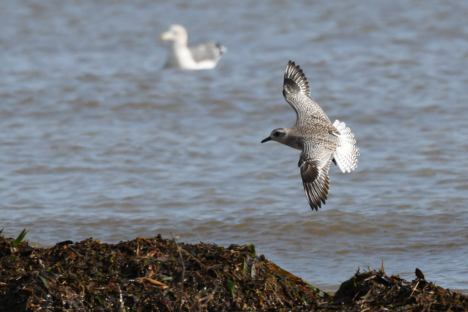 Photo of Grey Plover at  by 倶利伽羅