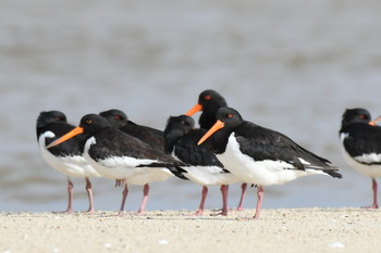 Eurasian Oystercatcher