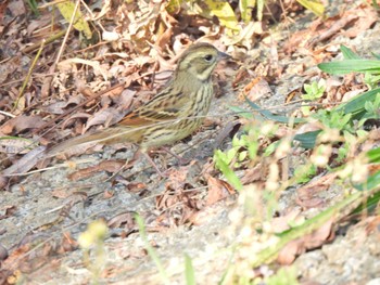 2023年11月3日(金) 境川遊水地公園の野鳥観察記録