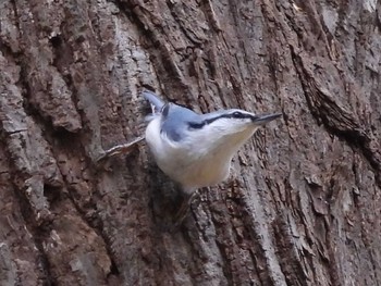 2023年11月3日(金) 円山公園の野鳥観察記録