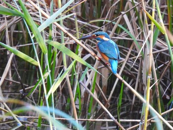 2023年11月3日(金) 石神井公園の野鳥観察記録