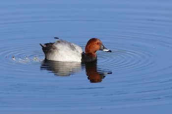 Common Pochard 東京都 Wed, 11/1/2023