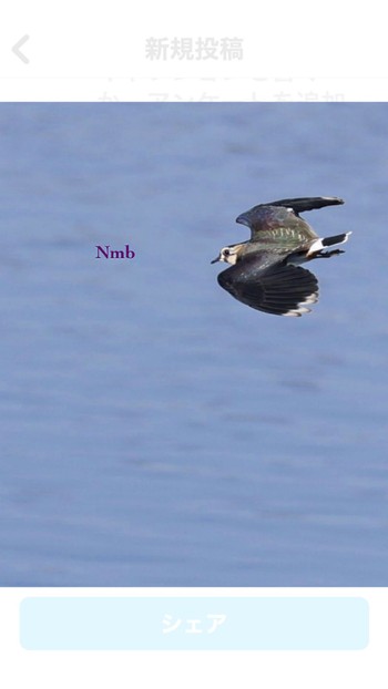 Northern Lapwing Unknown Spots Unknown Date