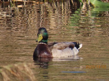 マガモ 葛西臨海公園 2023年11月3日(金)