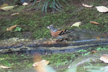 Brambling Hikarigaoka Park Fri, 11/3/2023