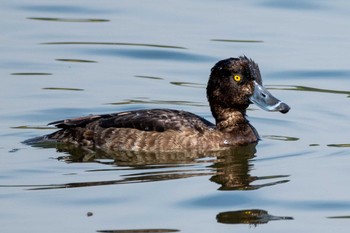 キンクロハジロ 東京港野鳥公園 2023年11月2日(木)