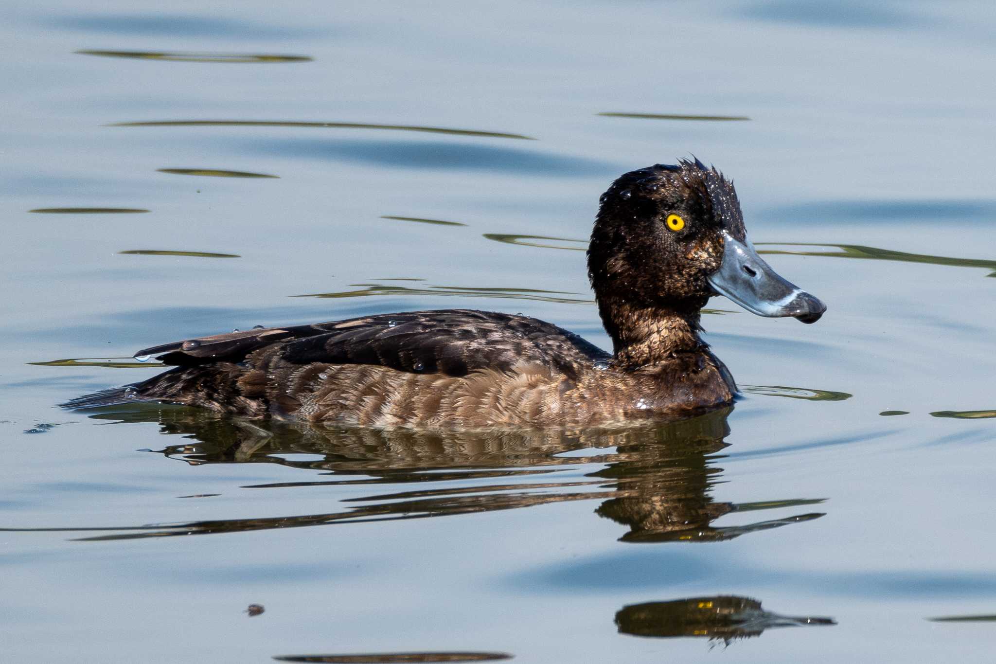 Tufted Duck