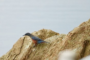 Blue Rock Thrush 中海 Tue, 10/2/2018