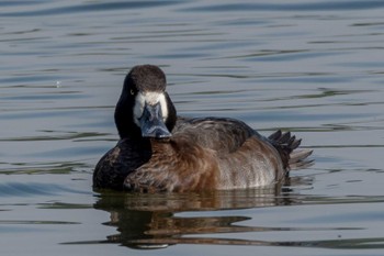 スズガモ 東京港野鳥公園 2023年11月2日(木)