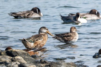 ハシビロガモ 東京港野鳥公園 2023年11月2日(木)