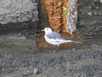 White Wagtail(leucopsis) Nabeta Reclaimed land Fri, 11/3/2023