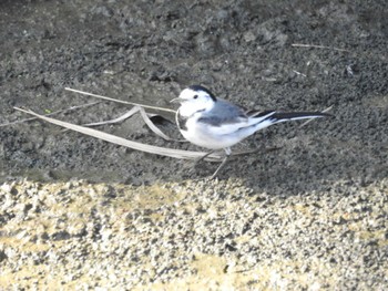 White Wagtail(leucopsis) Nabeta Reclaimed land Fri, 11/3/2023