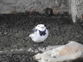 White Wagtail(leucopsis) Nabeta Reclaimed land Fri, 11/3/2023