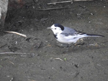 White Wagtail(leucopsis) Nabeta Reclaimed land Fri, 11/3/2023