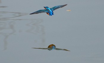 2023年11月3日(金) 万代池の野鳥観察記録