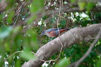 Blue Rock Thrush 中海 Tue, 10/2/2018