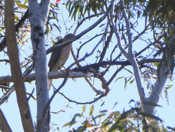 アカエリツミ Dryandra Woodland, WA, Austria 2023年10月10日(火)