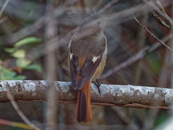 Fri, 11/3/2023 Birding report at 横浜市立金沢自然公園