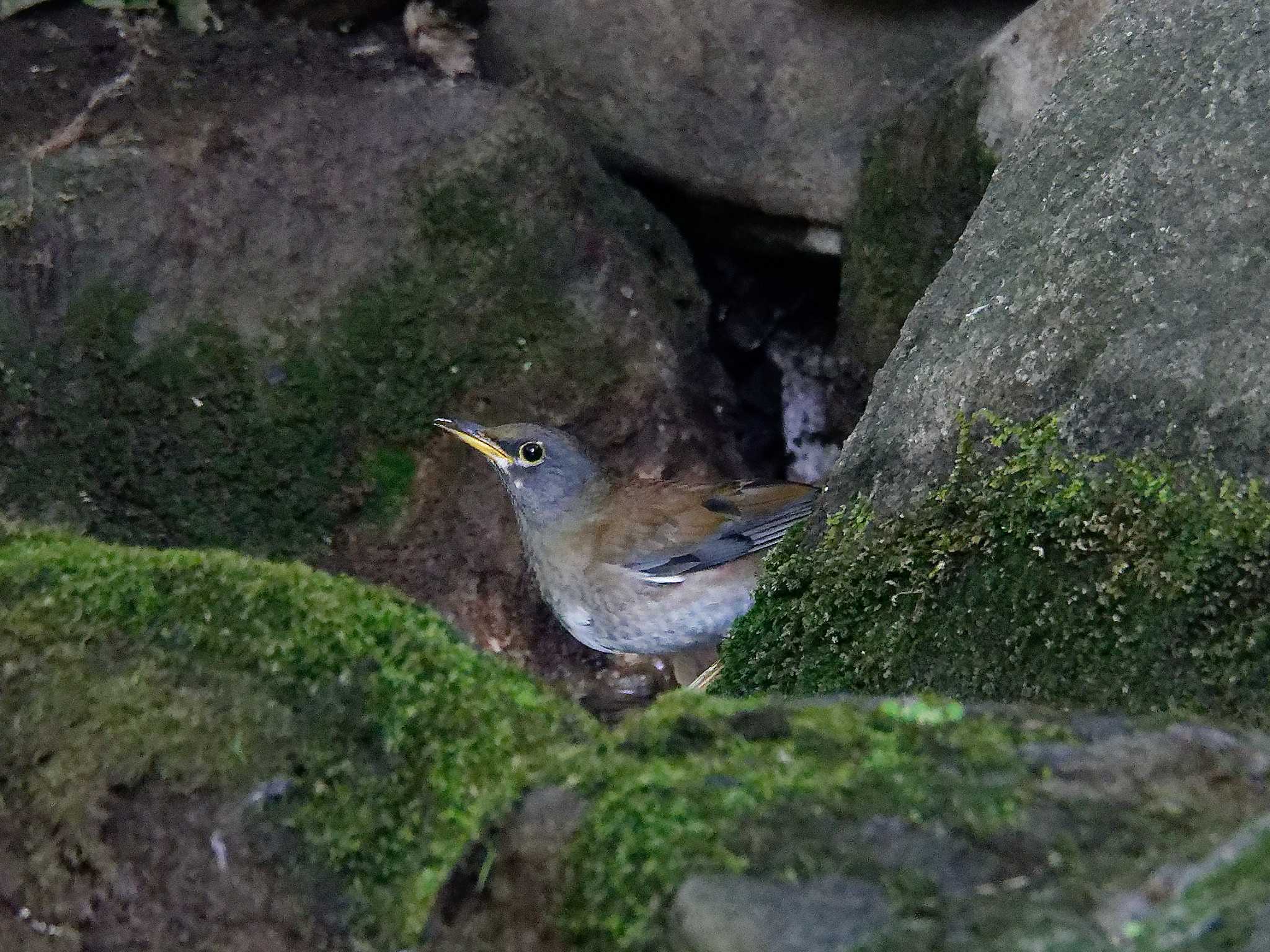 シロハラ