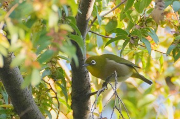 Warbling White-eye Tokyo Port Wild Bird Park Fri, 11/3/2023