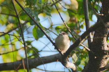 エナガ 東京港野鳥公園 2023年11月3日(金)