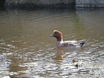 ヒドリガモ 打上川治水緑地 2023年11月1日(水)